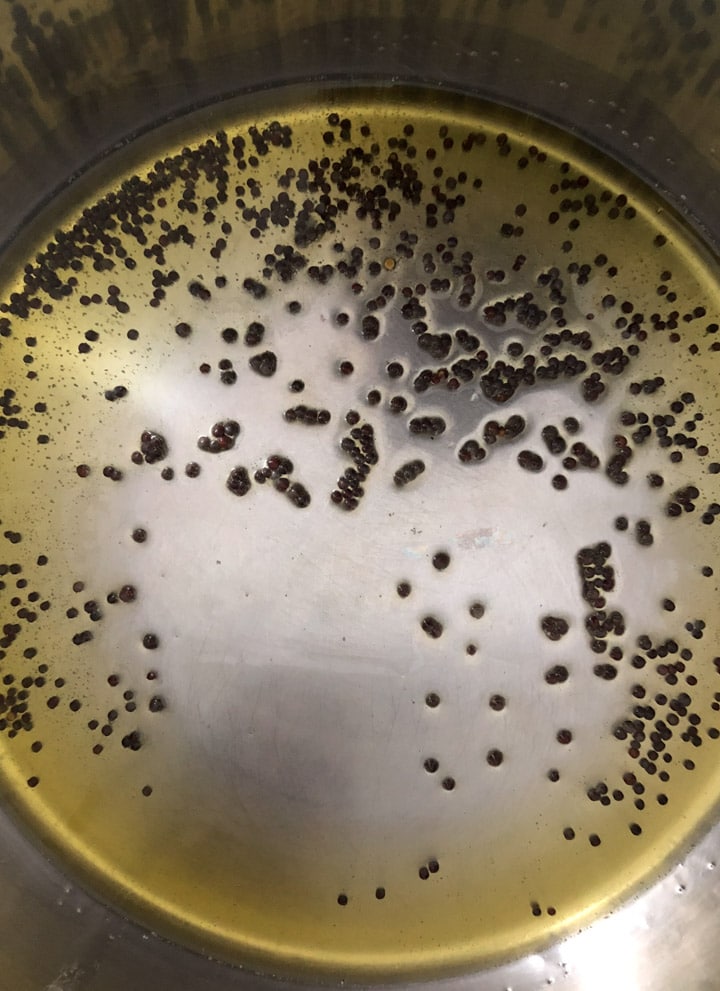 Adding mustard seeds to hot oil