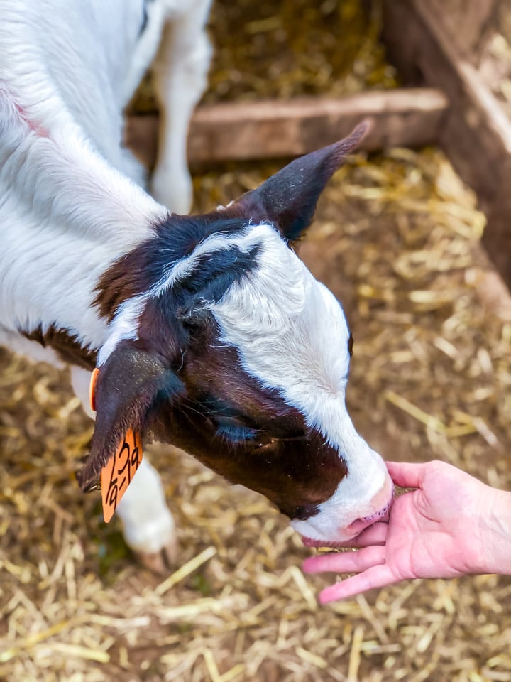 A calf licking a hand