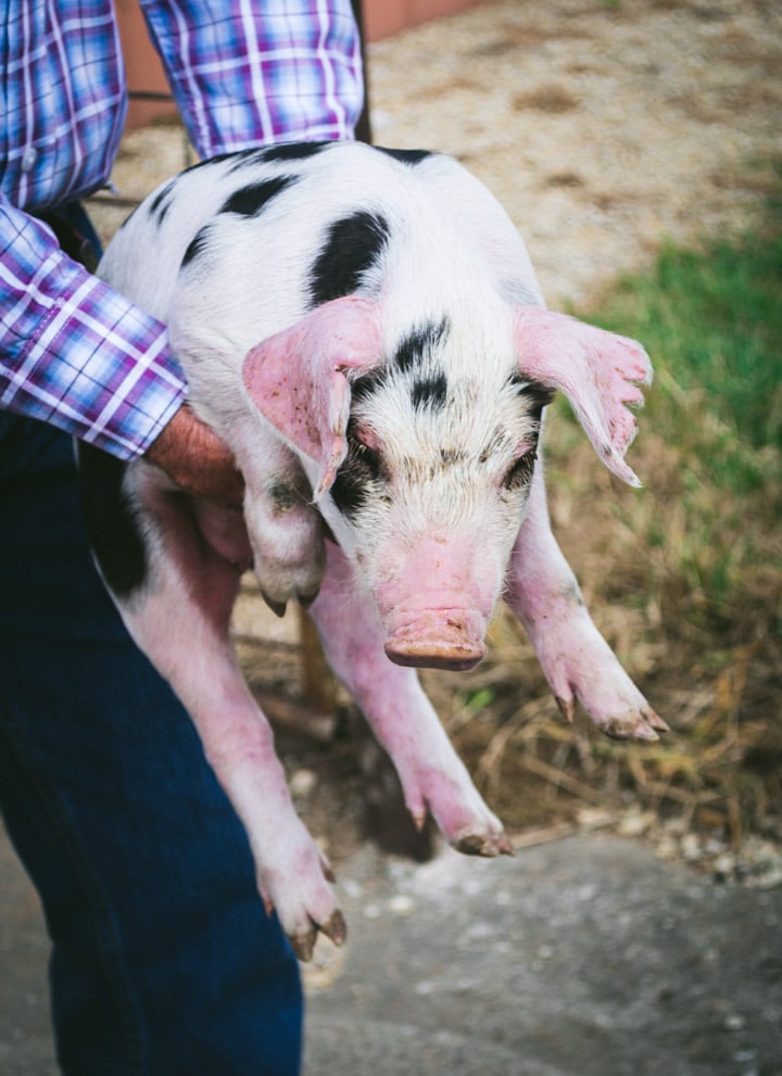 A man holding a piglet