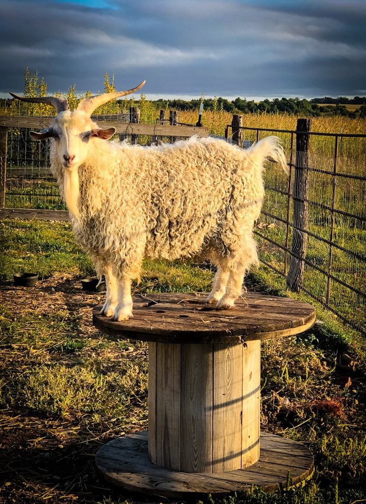 Pygora goat standing