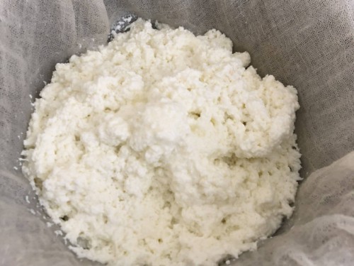 A cheesecloth filled with the curdled milk.