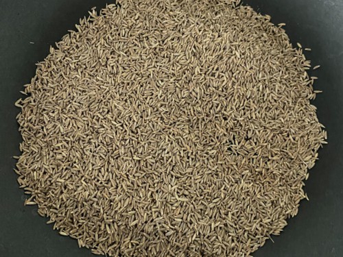 Cumin seeds in a heavy bottom pan before toasting.
