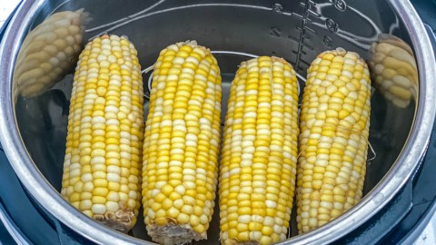 Cobs of corn, fully cooked in an Instant Pot.