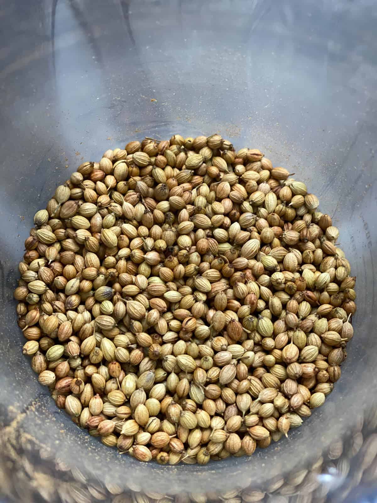 A jar of coriander seeds before toasting and grinding.